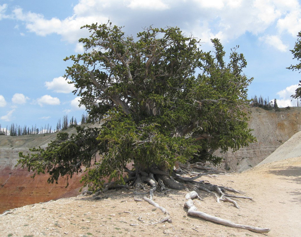 Cedar Breaks Bristlecone 296a