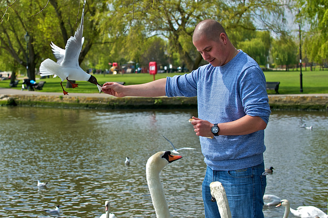 Feeding the birds