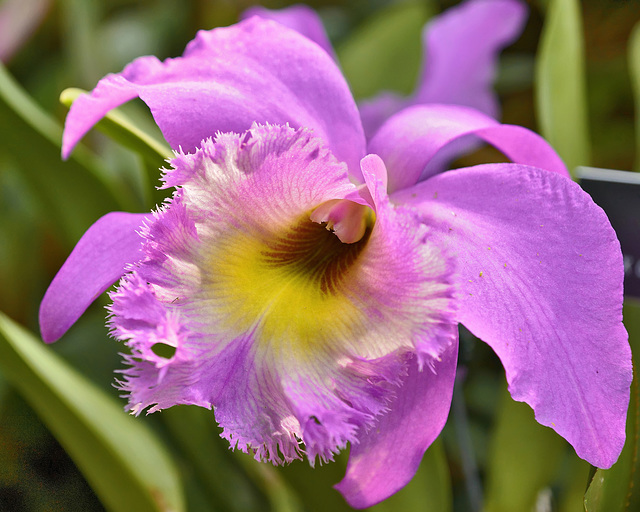 "Evergreen State" Orchid – Phipps Conservatory, Pittsburgh, Pennsylvania