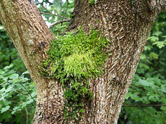 Mossy cleft