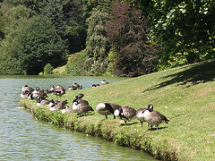 Geese lined up for something