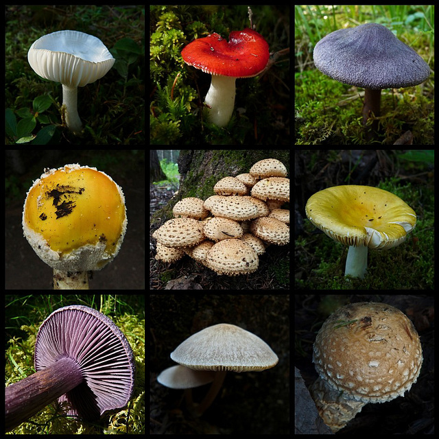 Mushroom mosaic 2