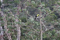 In the trees