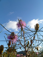 Melaleuca nematophylla