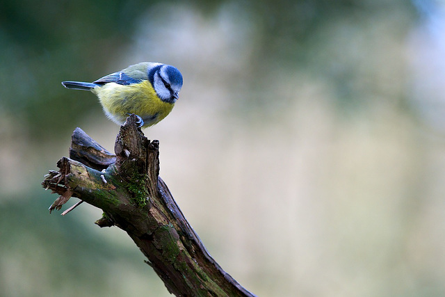 Blue Tit