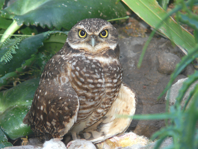 Burrowing Owl