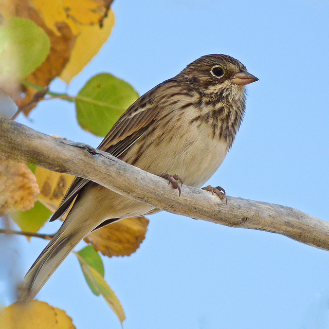 Vesper Sparrow