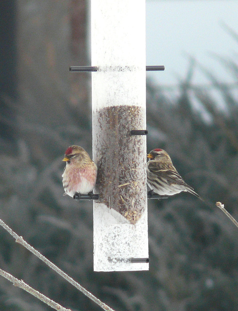 Common Redpolls