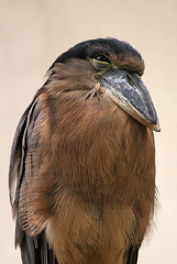 Boat-billed heron