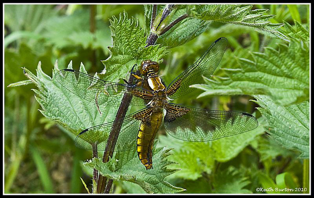 Dragonfly