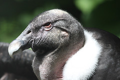 Andean Condor