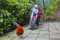 Rooster motorbike rider