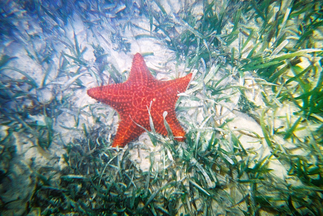 Starfish