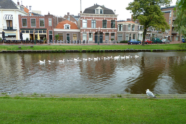 A squadron of Geese