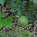 Maypop (Passionflower) Fruit