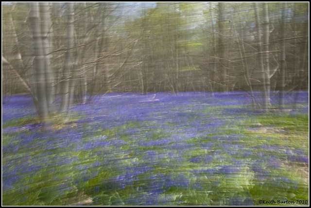 Abstract Bluebell Woods