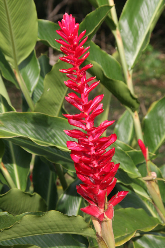 Red Ginger Lily