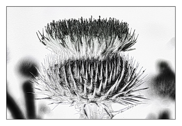 Thistle | Distel