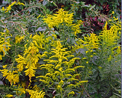 Goldenrod