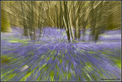 Abstract Bluebell Woods