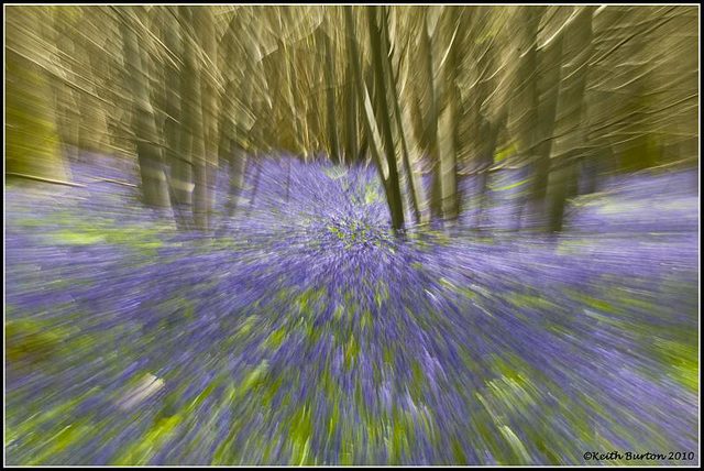 Abstract Bluebell Woods