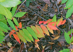 Sumac Leaves Turning Red
