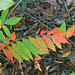 Sumac Leaves Turning Red