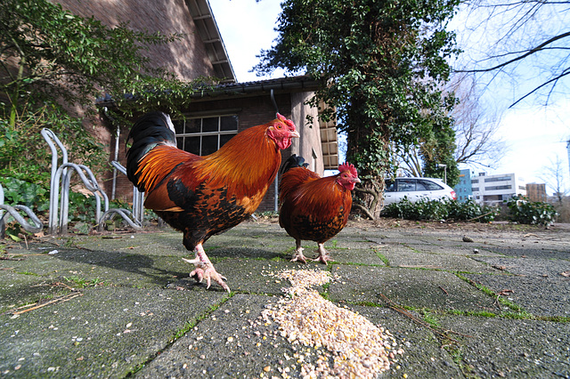 Roosters at lunch