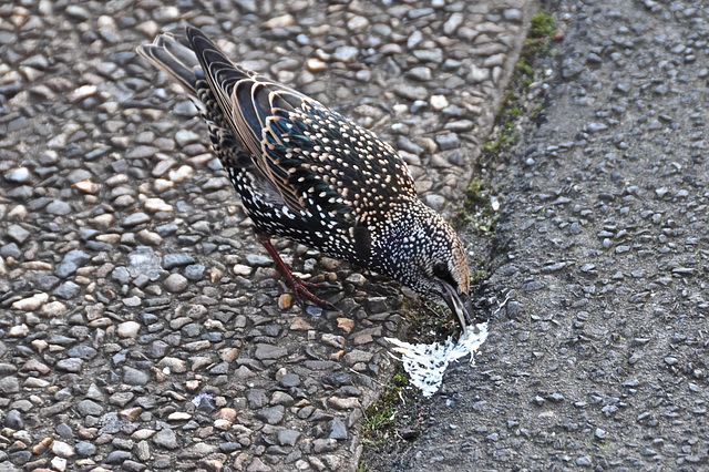 Starling eating something from the street