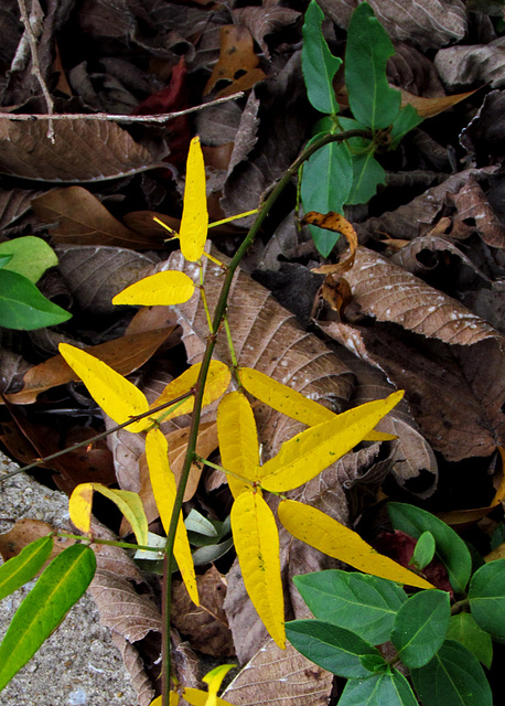 Yellow Leaves