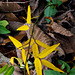 Yellow Leaves