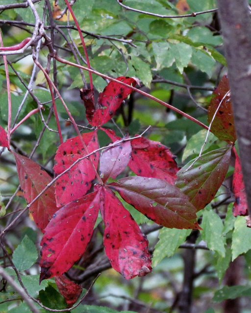 Red Leaves