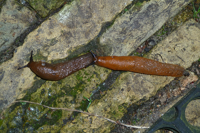 Slugs making new slugs