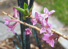 Seidelbast [Daphne mezereum]