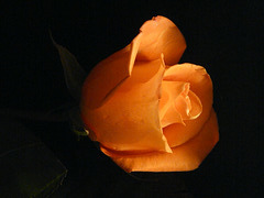 Orange rose