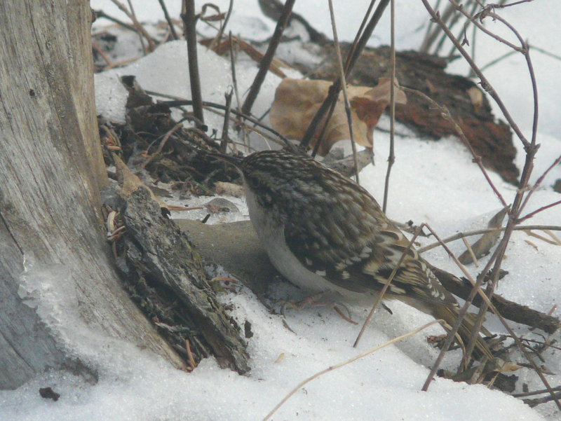 Today's Brown Creeper
