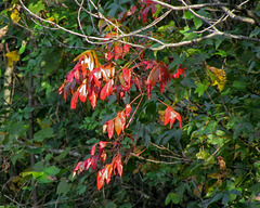 Colorful Leaves