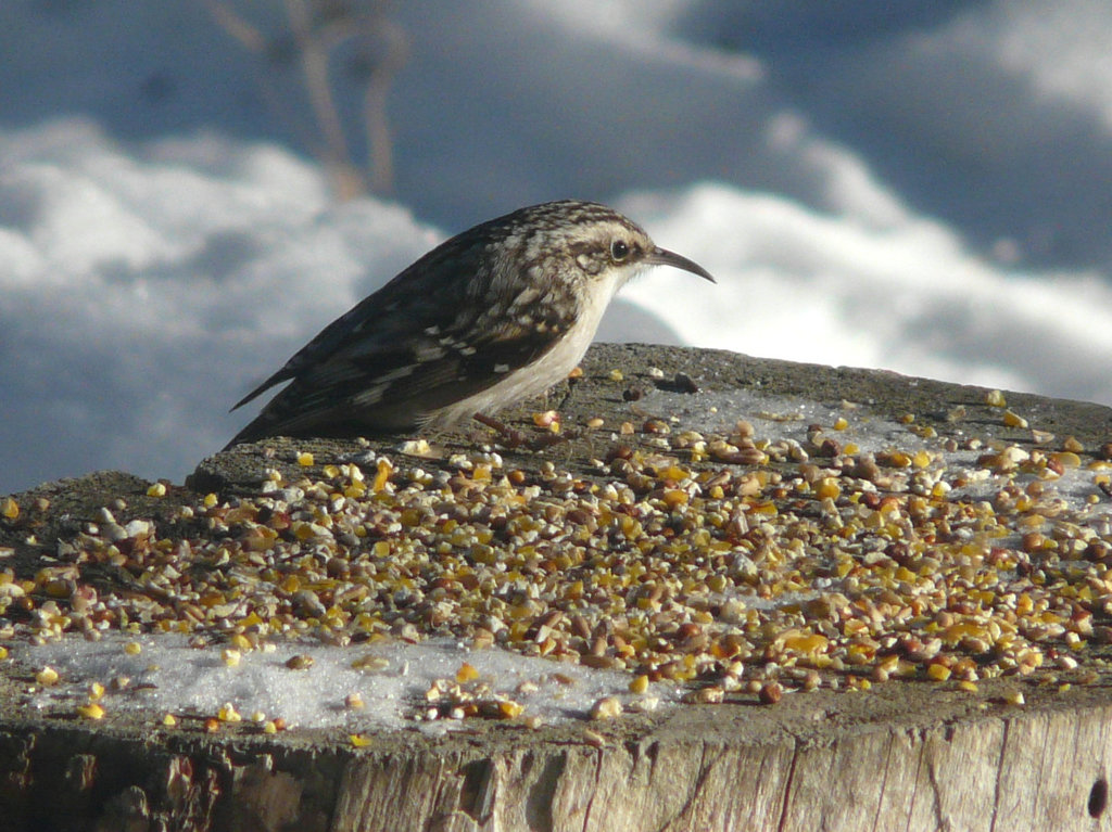 Brown Creeper - again