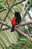 Male "Cherrie's Tanager" [Ramphocelus costaricensis]