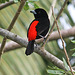 Male "Cherrie's Tanager" [Ramphocelus costaricensis]
