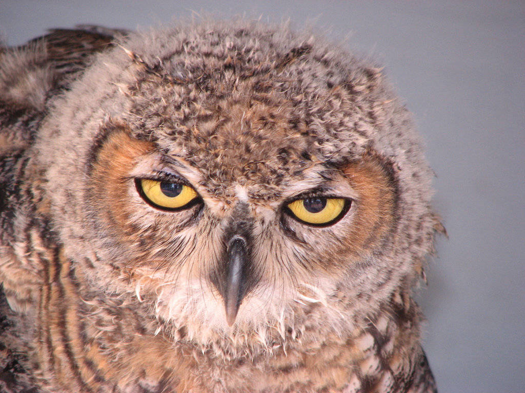 Juvenile Great Horned Owl