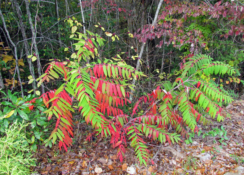 Sumac