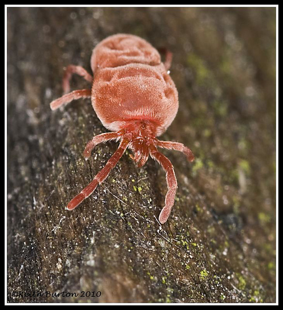 Red Velvet Mite