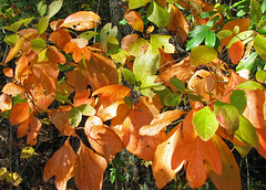 Sassafras leaves