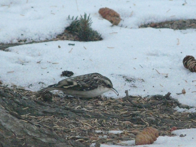 Brown Creeper