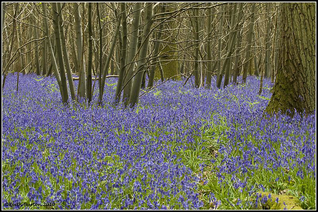 Bluebell Woods