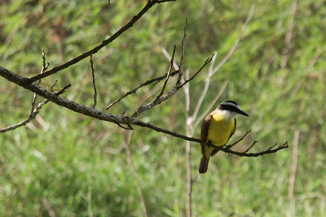 Out on a limb