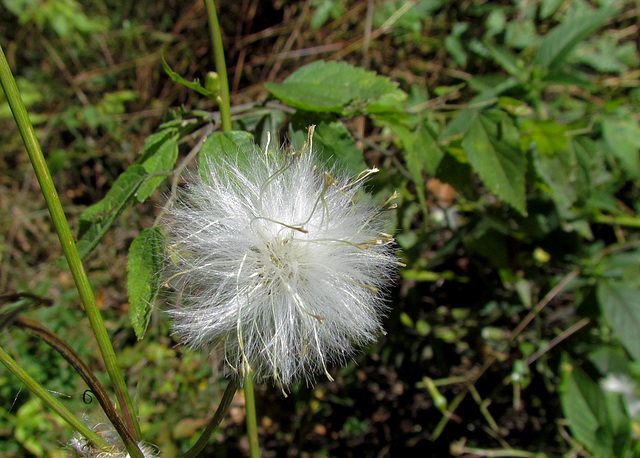 Seed Head