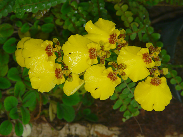 Cascade of yellow