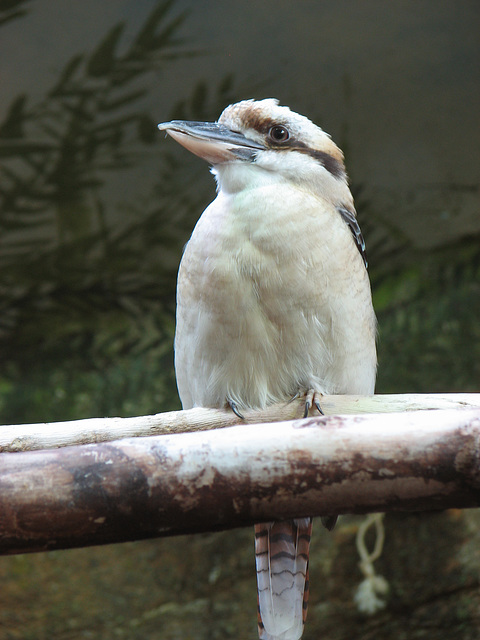 Kookaburra